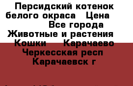 Персидский котенок белого окраса › Цена ­ 35 000 - Все города Животные и растения » Кошки   . Карачаево-Черкесская респ.,Карачаевск г.
